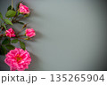 Blooming rose buds with green foliage 135265904