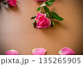 Pink garden roses on a brown background 135265905