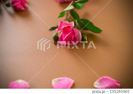 Pink garden roses on a brown background 135265905