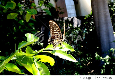 産卵するアゲハチョウ 135266030