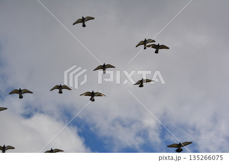羽ばたく鳩の群れ 135266075