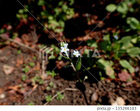 キュウリグサの花 キュウリグサの花 135266183