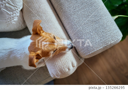 Jack Russell terrier dog resting on sofa at home 135266295