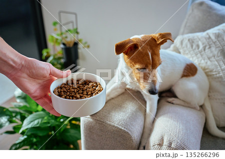 Woman offering food to dog sitting on sofa at home 135266296