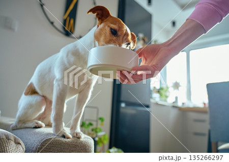 Jack Russell terrier dog eating food from bowl at home 135266297