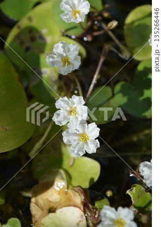 タイワンガガブタの花 タイワンガガブタの花 135266446