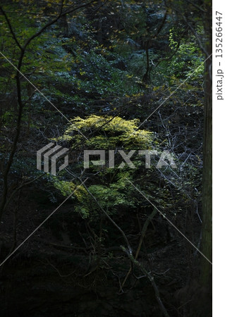 暗い森の中の紅葉 暗い森の中の紅葉 135266447