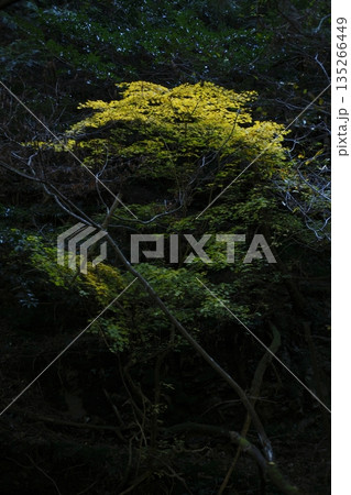 暗い森の中の紅葉 135266449