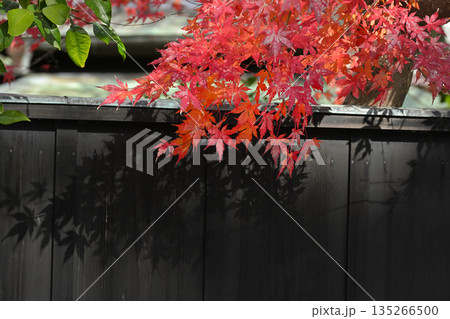 鎌倉の街中 板塀と紅葉したもみじ 鎌倉の街中 板塀と紅葉したもみじ 135266500