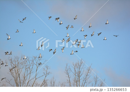 羽ばたく鳩の群れ 羽ばたく鳩の群れ 135266653