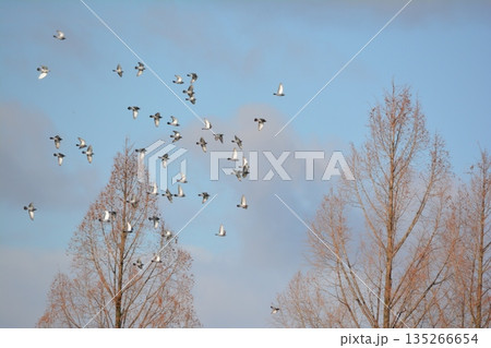 羽ばたく鳩の群れ 羽ばたく鳩の群れ 135266654