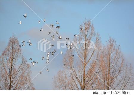 羽ばたく鳩の群れ 羽ばたく鳩の群れ 135266655