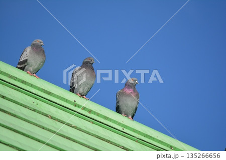 屋根で休息する鳩 屋根で休息する鳩 135266656