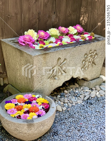 1月の色鮮やかな花手水(葉牡丹・薔薇・菊・カーネーション・ガーベラ)〈菅生神社/愛知県岡崎市〉 135266765