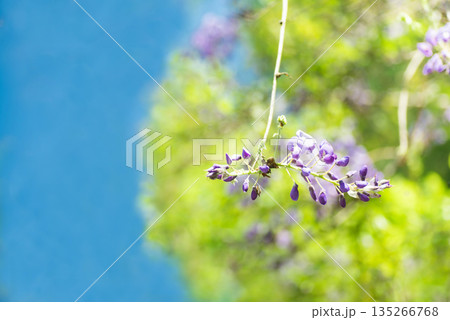 青空の下の藤の花 135266768