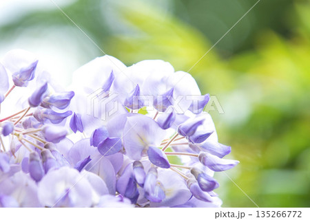 藤の花 135266772