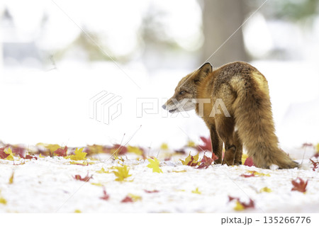 落ち葉に積もった雪の中でたたずむキタキツネ 135266776