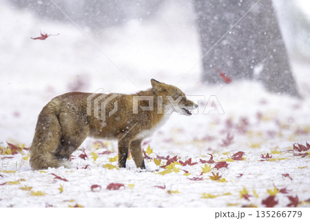 落ち葉に積もった雪の中でたたずむキタキツネ 135266779