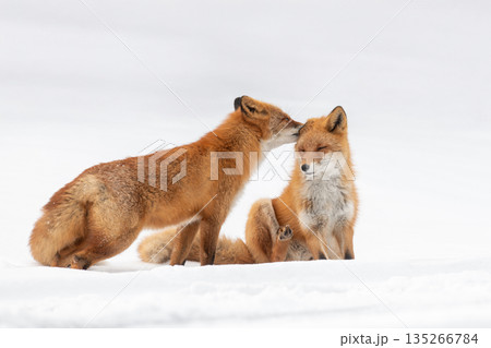 雪原でくつろぐキタキツネの夫婦 135266784