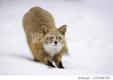 雪の中でたたずむキタキツネ 135266785