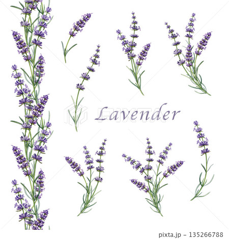 Lavender flowers watercolor illustration set. Organic Lavandula herb stem elements close up botanical illustration. Medicinal and aromatherapy lavender herb stems, seamless border on white background Lavender flowers watercolor illustration set. Organic Lavandula herb stem elements close up botanical illustration. Medicinal and aromatherapy lavender herb stems, seamless border on white background 135266788