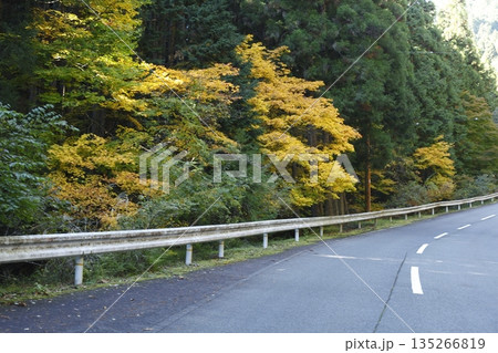 大原の国道477号線の紅葉 135266819