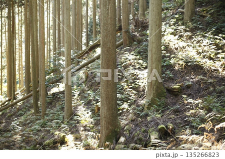 木漏れ日の山林 135266823
