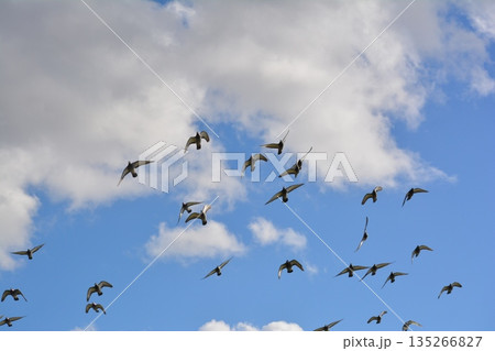 羽ばたく鳩の群れ 羽ばたく鳩の群れ 135266827
