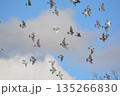 羽ばたく鳩の群れ 135266830