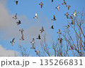 羽ばたく鳩の群れ 135266831