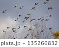 羽ばたく鳩の群れ 135266832