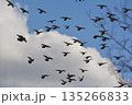 羽ばたく鳩の群れ 135266833