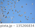 羽ばたく鳩の群れ 135266834
