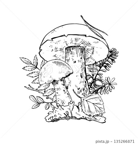 Taiga Forest Botanical composition. Hand drawn mushrooms, leaves, berries and moss. Good for botanical prints, packaging, tattoo art, labels, books, posters and nature designs Taiga Forest Botanical composition. Hand drawn mushrooms, leaves, berries and moss. Good for botanical prints, packaging, tattoo art, labels, books, posters and nature designs 135266871