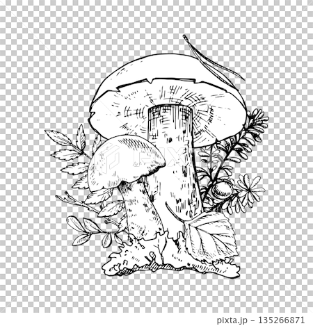 Taiga Forest Botanical composition. Hand drawn mushrooms, leaves, berries and moss. Good for botanical prints, packaging, tattoo art, labels, books, posters and nature designs Taiga Forest Botanical composition. Hand drawn mushrooms, leaves, berries and moss. Good for botanical prints, packaging, tattoo art, labels, books, posters and nature designs 135266871