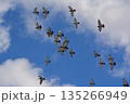 羽ばたく鳩の群れ 135266949