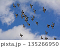 羽ばたく鳩の群れ 135266950