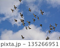 羽ばたく鳩の群れ 135266951