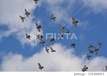 羽ばたく鳩の群れ 135266951