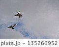 羽ばたく鳩 135266952