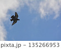 羽ばたく鳩 135266953
