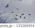 羽ばたく鳩の群れ 135266954