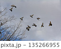 羽ばたく鳩の群れ 135266955