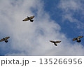 羽ばたく鳩 135266956