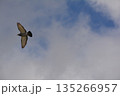 羽ばたく鳩 135266957