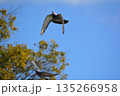 羽ばたく鳩 135266958