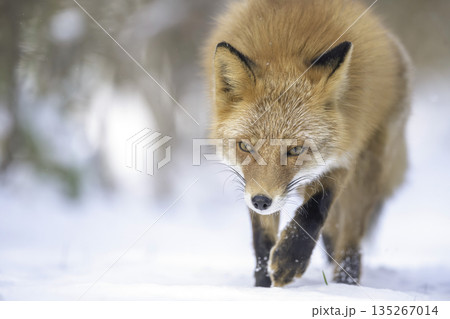 森の中を歩くキタキツネ 135267014