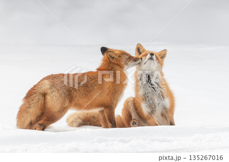 雪原でくつろぐキタキツネの夫婦 135267016