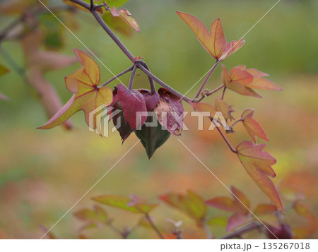 紅葉した綿のつぼみ 135267018
