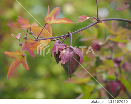 紅葉した綿のつぼみ 紅葉した綿のつぼみ 135267020